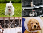 Puppy mill