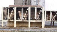 Amish Puppy Mill