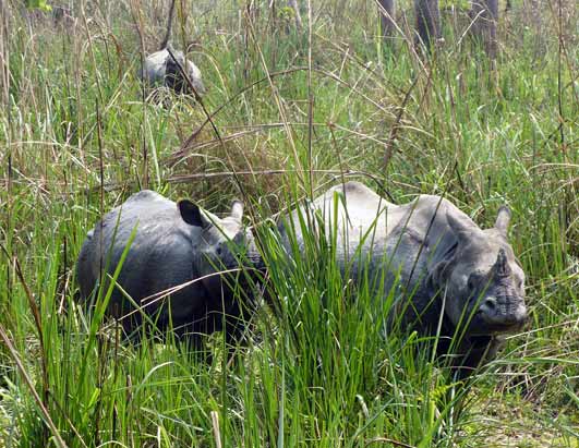 Rhinos