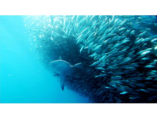 Sharks