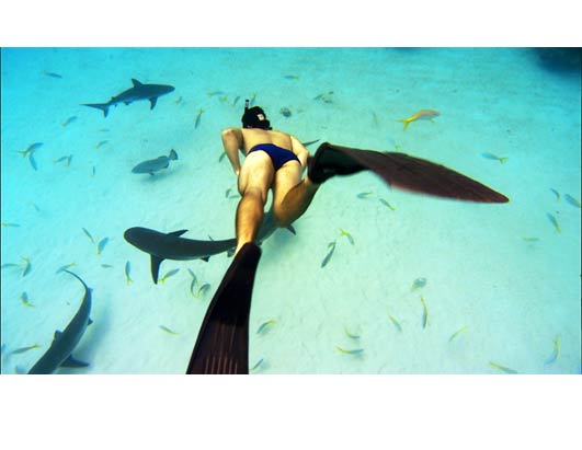 Sharks