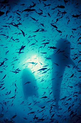Sharks