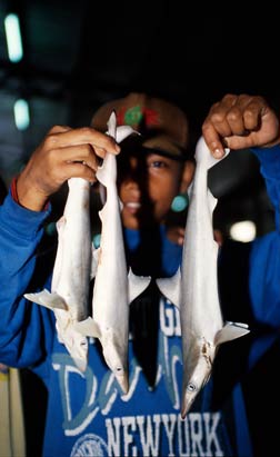 Sharks