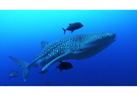 Sharks