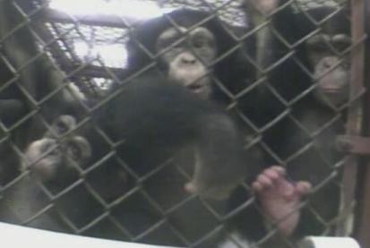 monkey