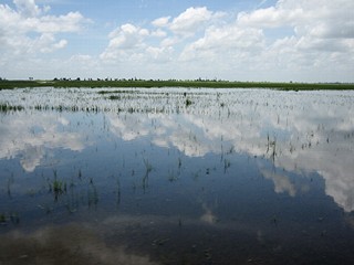 Okeechobee 