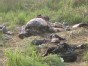 Rhinos Slaughtered for Horns