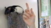 VIDEO: Psychology students train their rodents to perform acrobatic tricks.