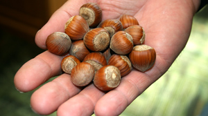 PHOTO
The U.S. currently produces only about five percent of the world?s hazelnuts.