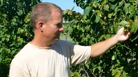 PHOTO Troy Pabst, forestry properties manager for the Nebraska Forest Service, says hazelnuts can grow in most areas of the United States.