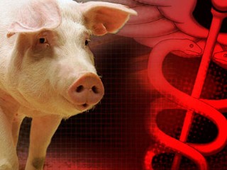 swine flu