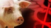 swine flu