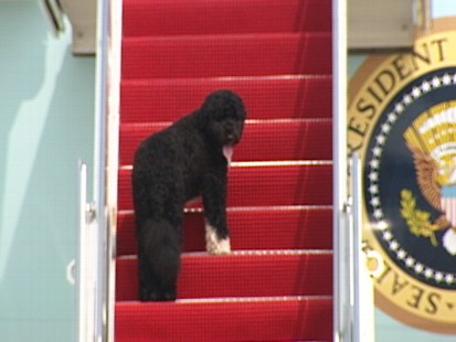 Video: Bo Obama boards Air Force One for Presidents birthday.