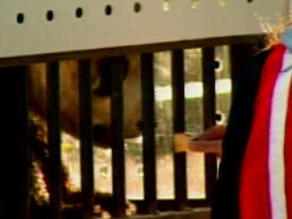 Video of pandas Mei Lan and Tai Shan being transported to China.