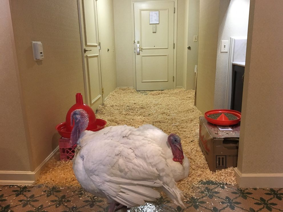 PHOTO: Turkeys Honest and Abe show ABC News their suite hotel room at the Willard InterContinental in Washington, Nov. 24, 2015. The turkeys were kept at the hotel ahead of the White House pardoning Wednesday.