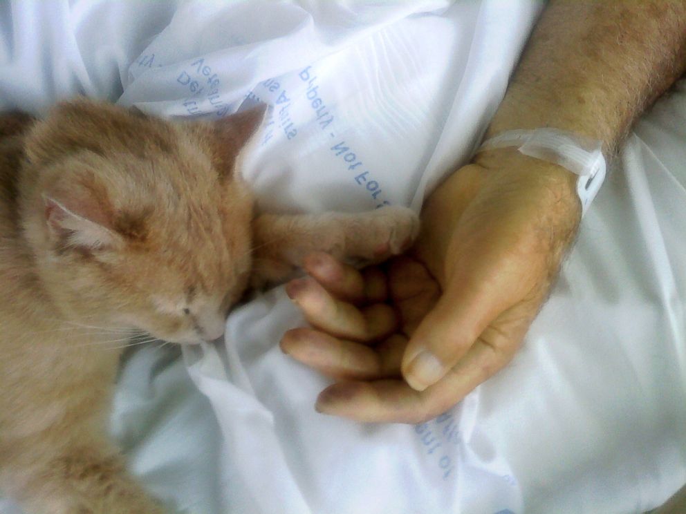 How Tom the Cat Brings Comfort to Dying Patients With His Calming