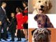 obama family dog