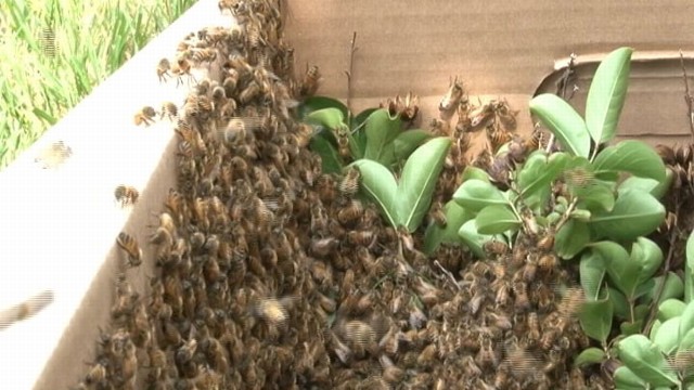 VIDEO: Bees Swarm the Pentagon