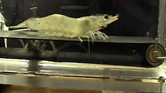 PHOTO: The National Science Foundation has, and it spent $500,000 of taxpayer money studying research involving a shrimp on a treadmill.