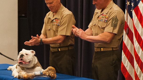 VIDEO: Sgt. Chesty XIII, Marine Corps Mascot Retires; New Mascot Appointed