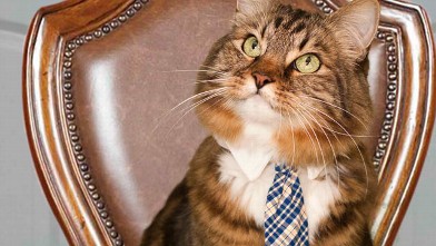 PHOTO: A new U.S. Senate candidate, Hank the cat, in Virginia wears a tie, has a campaign website and even launched an ad.