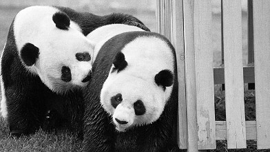 PHOTO: Pandas Hsing-Hsing and Ling-Ling