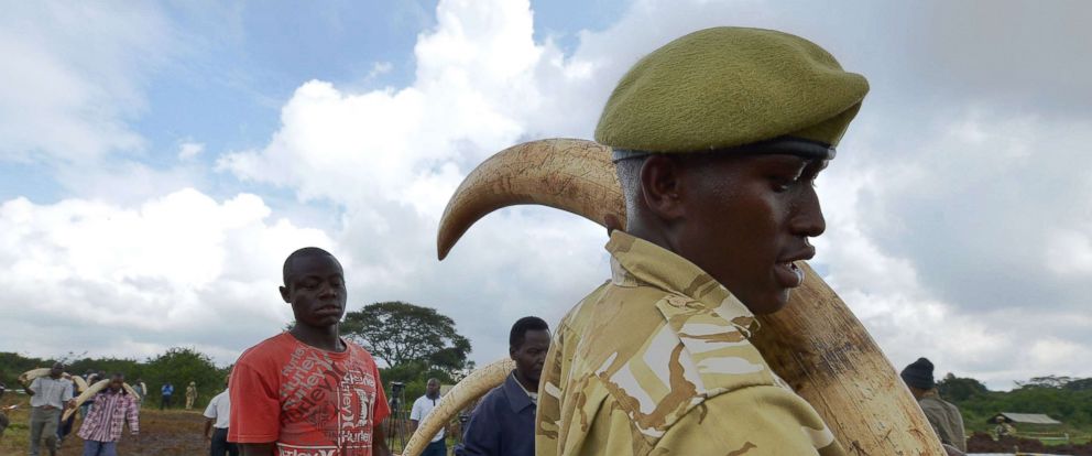 PHOTO: A Kenya Wildlife Services (KWS) ranger leads volunteers to carry elephant tusks to a burning site on April 20, 2016, at Nairobis national park for a historic burning of tonnes of ivory, rhino-horn and other confiscated wildlife trophies.
