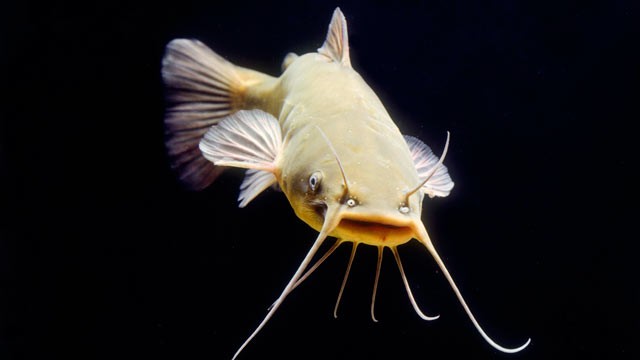 PHOTO: Sen. John McCain is opposed to a new farm bill that would call for $30 million to inspect catfish.