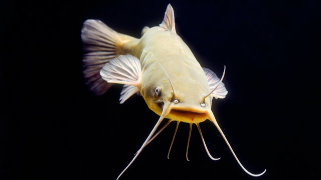 PHOTO: Sen. John McCain is opposed to a new farm bill that would call for $30 million to inspect catfish.