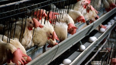 PHOTO: A chicken coop is seen in this file photo.