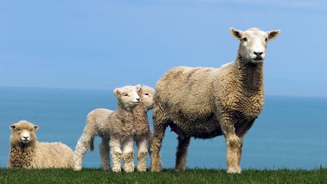 PHOTO: The sheep breed Romney.