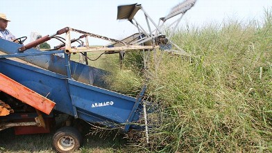 PHOTO: Steve Gulick, research specialist, drives a harvester through a plot of switchgrass which was planted in 1994.