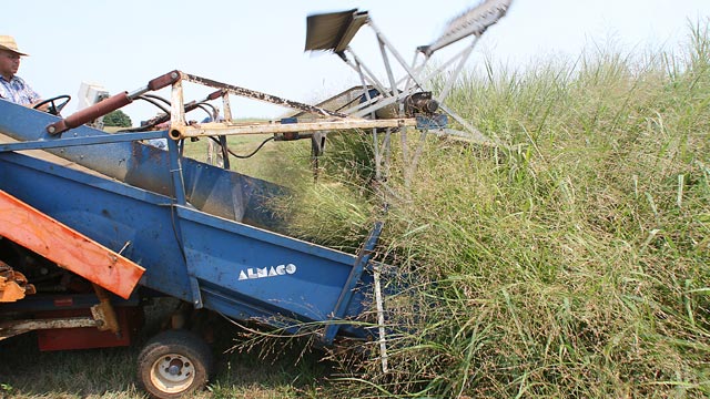 PHOTO: Steve Gulick, research specialist, drives a harvester through a plot of switchgrass which was planted in 1994.