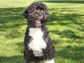 Presidential Pooch Gets a Portrait