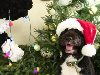 Bo Bo Bo: Christmas at the White House
