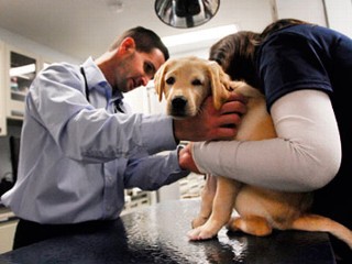 Vet Says Pot Use on Pets Could Put Off Putting Them Down
