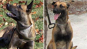 Photo: FBI K-9 Killed in the Line of Duty