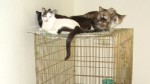 PHOTO: Jan Van Dusen beats the IRS after rescuing dozens of feral cats.J