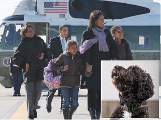 A rescue Portuguese Water dog is still at the top of list for 