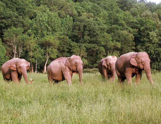 The Elephant Sanctuary