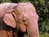 The Elephant Sanctuary