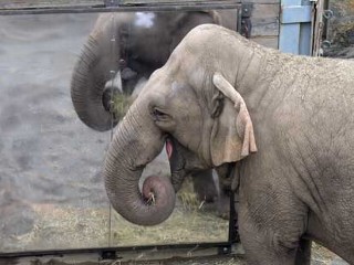 Elephants are able to recognize themselves in a mirror, a trait shared with humans, apes and dolphins. 