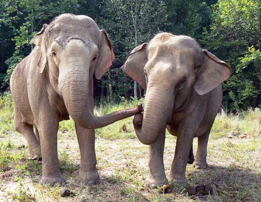 The Elephant Sanctuary