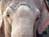 The Elephant Sanctuary