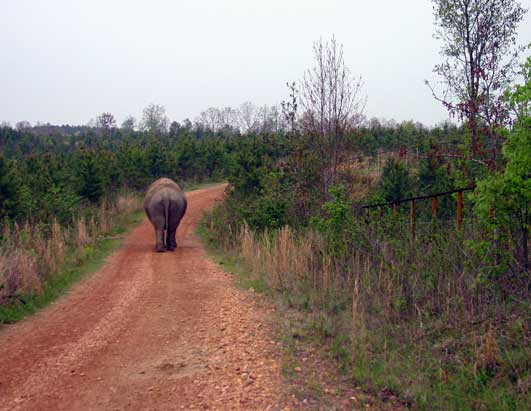 The Elephant Sanctuary