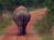 The Elephant Sanctuary