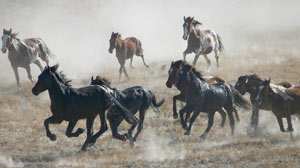 Wild Mustangs