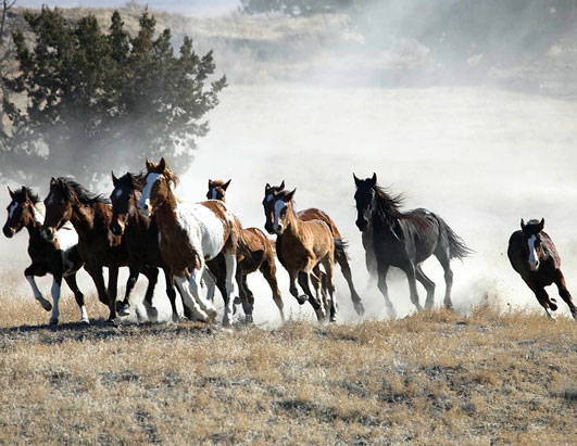 colorado wild horses