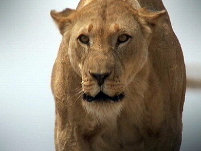 Living With Lions