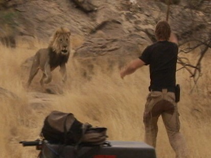 VIDEO: Lion charges trainer Dave Salmoni